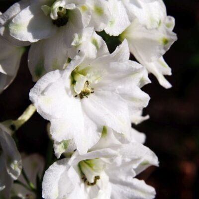 Delphinium Summer Stars Garden Plant