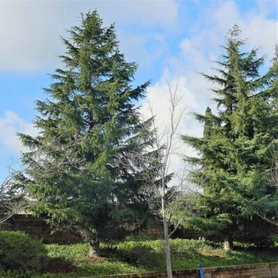 Deodar Cedar Tree Garden Plant