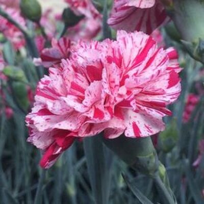Devon Cottage Pinball Wizard Dianthus Garden Plant
