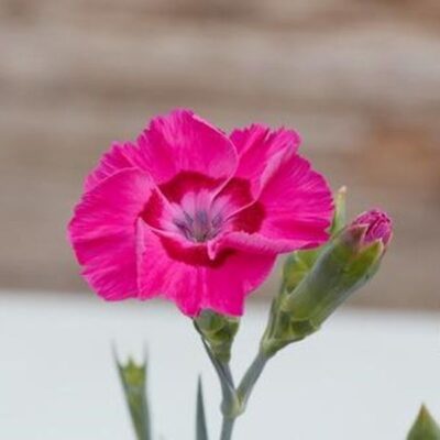 Dianthus Bumbleberry Pie Garden Plant