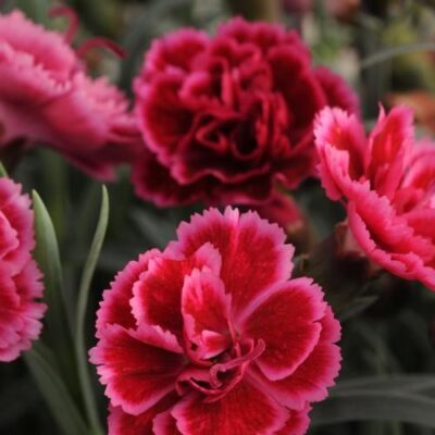 Dianthus Everlast Burgundy Blush Garden Plant