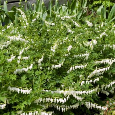 Dicentra Spectabilis Alba Garden Plant