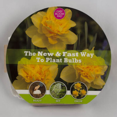 Dick Wilden Daffodil Easy Bloom Pad Garden Plant