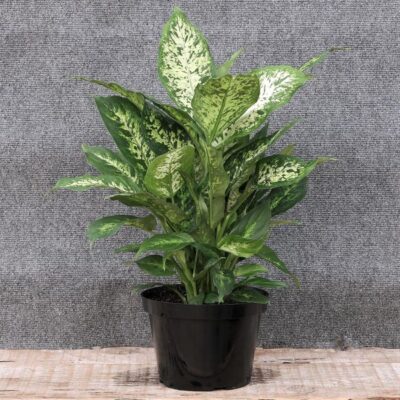 Dieffenbachia Garden Plant