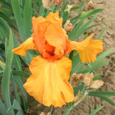 Disco Music Tall Bearded Iris Garden Plant