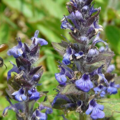 Dixie Chip Ajuga Garden Plant