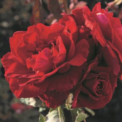 Don Juan Climbing Rose Garden Plant