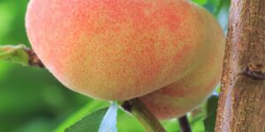 Donut Peach Tree Garden Plant