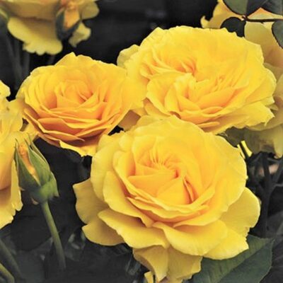 Doris Day Floribunda Rose Garden Plant