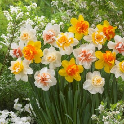 Double Daffodil Blend Garden Plant