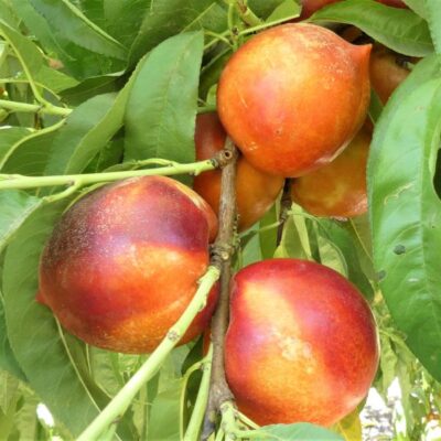 Double Delight Nectarine Tree Garden Plant