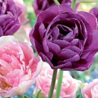 Double Delight Tulip Mix Garden Plant