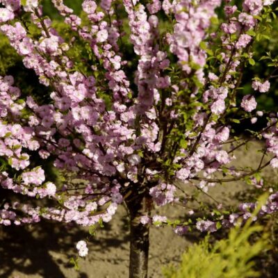 Double Flowering Plum Tree Garden Plant