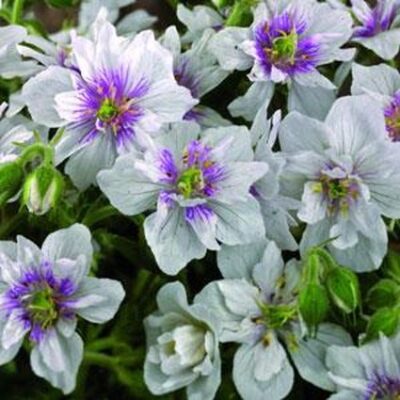 Double Jewel Geranium Garden Plant