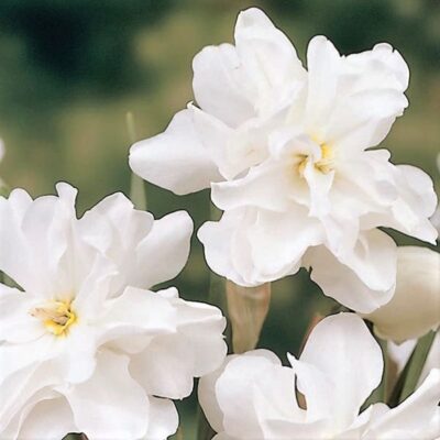 Double Poet's Daffodil Garden Plant