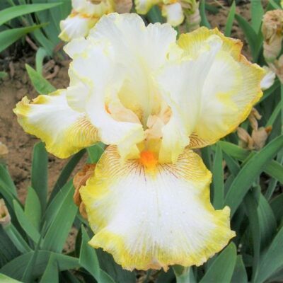 Double Ringer Tall Bearded Iris Garden Plant