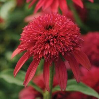 Double Scoop Cranberry Coneflower Garden Plant