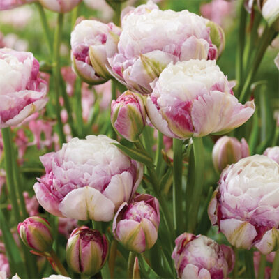 Double Surprise Tulip Garden Plant