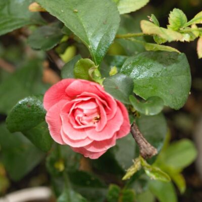 Double Take Pink Storm Quince Garden Plant