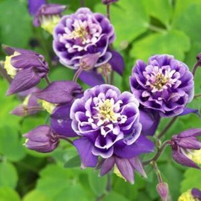 Double Winky Blue and White Columbine Garden Plant