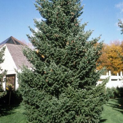 Douglas Fir Tree Garden Plant