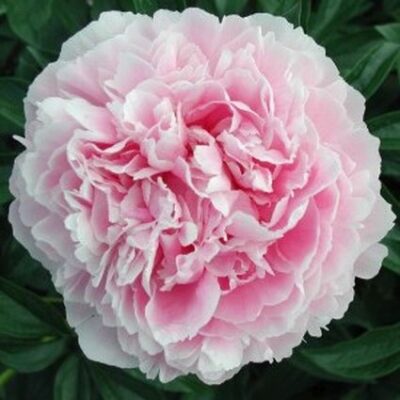Dr Alexander Fleming Peony Garden Plant