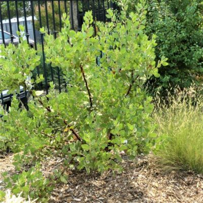 Dr Hurd Manzanita Garden Plant