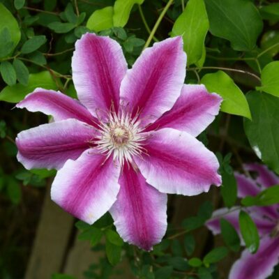 Dr Ruppel Clematis Garden Plant