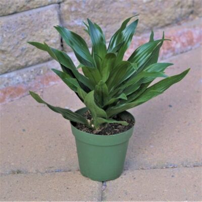 Dracaena Compacta Garden Plant