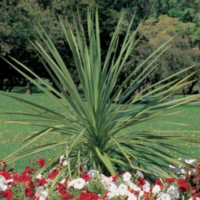 Dracaena Indivisa Spikes Garden Plant