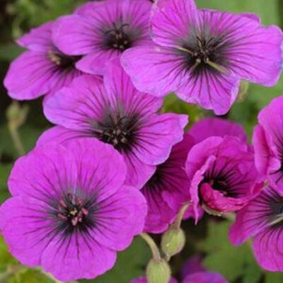 Dragon Heart Geranium Garden Plant