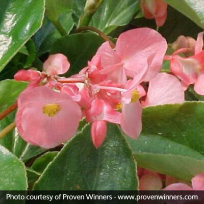 Dragon Wing Pink Begonia Garden Plant