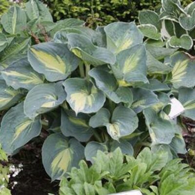 Dream Weaver Hosta Garden Plant