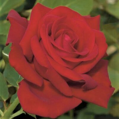 Drop Dead Red Rose Garden Plant