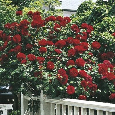 Dublin Bay Rose Garden Plant