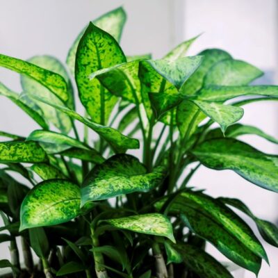 Dumb Cane Garden Plant