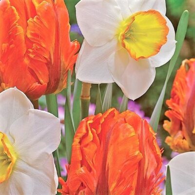 Dutch Design Tulip/Daffodil Mix Garden Plant