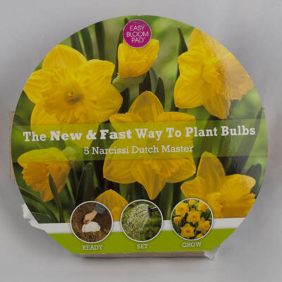 Dutch Master Daffodil Easy Bloom Pad Garden Plant