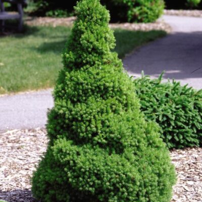 Dwarf Alberta Spruce Garden Plant