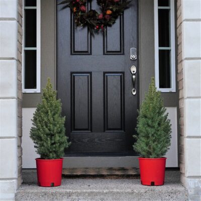 Dwarf Alberta Spruce-Holiday Tree Garden Plant