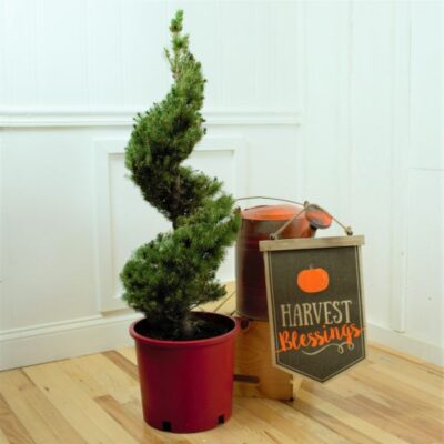 Dwarf Alberta Spruce Spiral Topiary Garden Plant