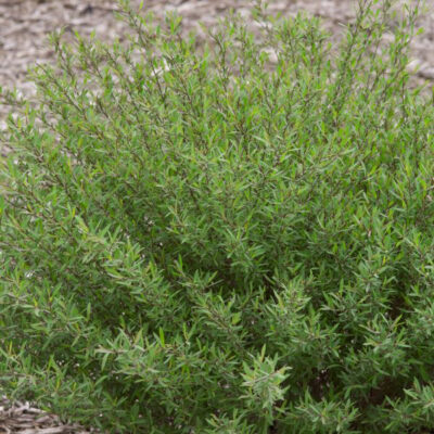 Dwarf Blue Leaf Arctic Willow Garden Plant