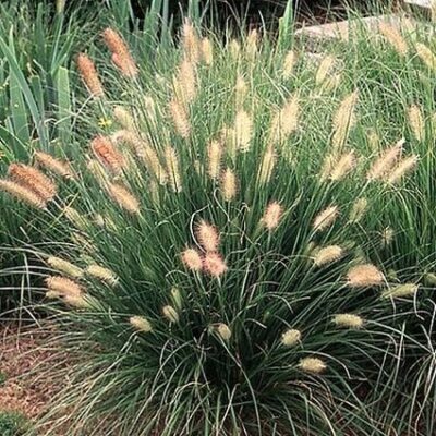 Dwarf Fountain Grass Garden Plant