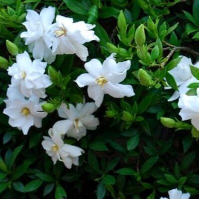 Dwarf Gardenia Radicans Garden Plant