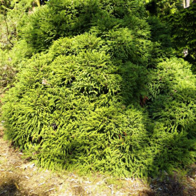 Dwarf Japanese Cedar Garden Plant