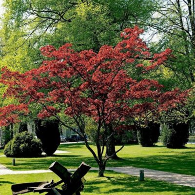 Dwarf Japanese Maple Garden Plant