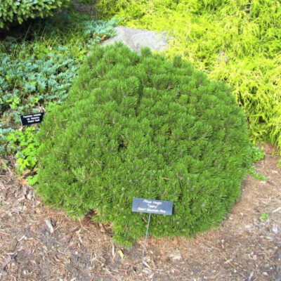 Dwarf Mugo Pine Garden Plant