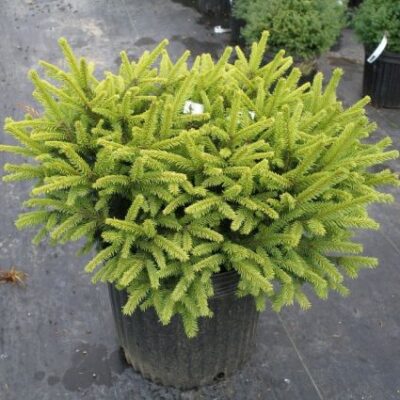 Dwarf Norway Spruce Garden Plant