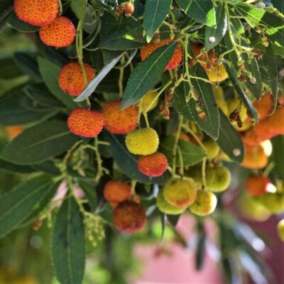 Dwarf Strawberry Tree Garden Plant