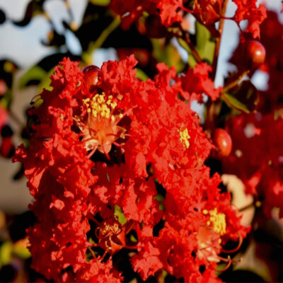 Dynamite Crape Myrtle Garden Plant